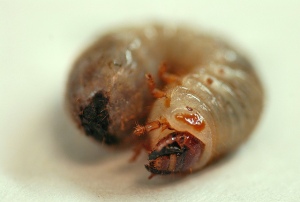 The beetle as a grub. Not so pretty now are they? (Photo by Rob Swatski via flickr)