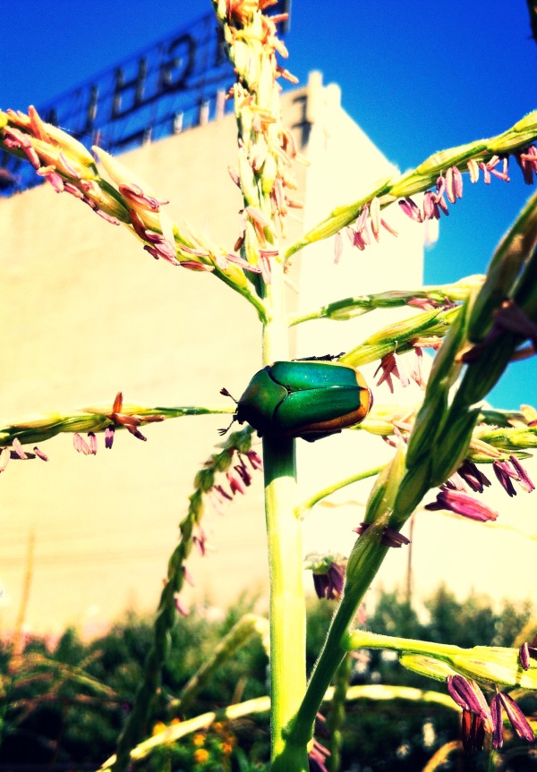 Not a June Bug, but a Figeater beetle